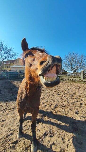 Wunderschöne Spanierin, Manuela, Horses For Sale, Rattelsdorf, Image 6