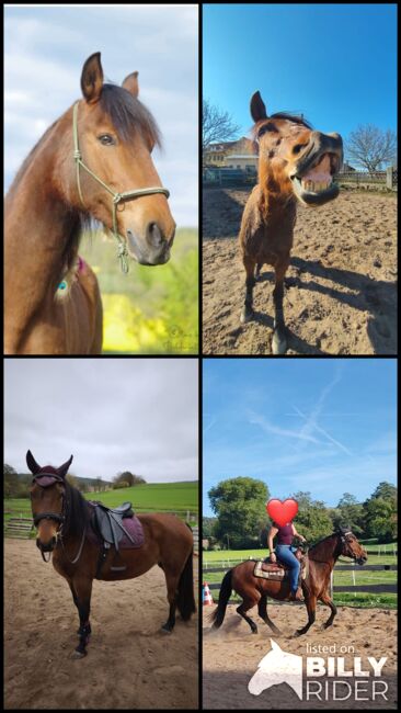 Wunderschöne Spanierin, Manuela, Horses For Sale, Rattelsdorf, Image 7