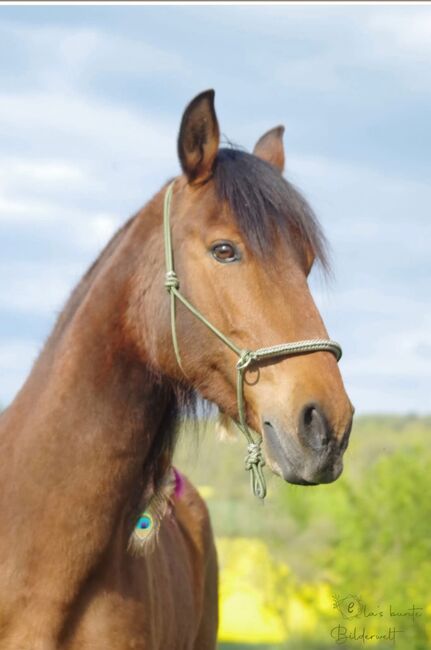 Wunderschöne Spanierin, Manuela, Horses For Sale, Rattelsdorf