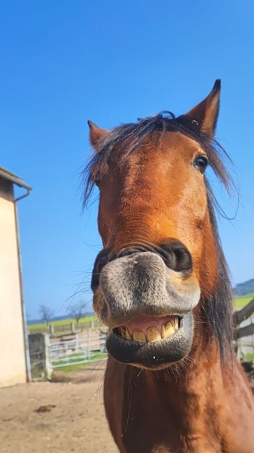 Wunderschöne Spanierin, Manuela, Horses For Sale, Rattelsdorf, Image 5