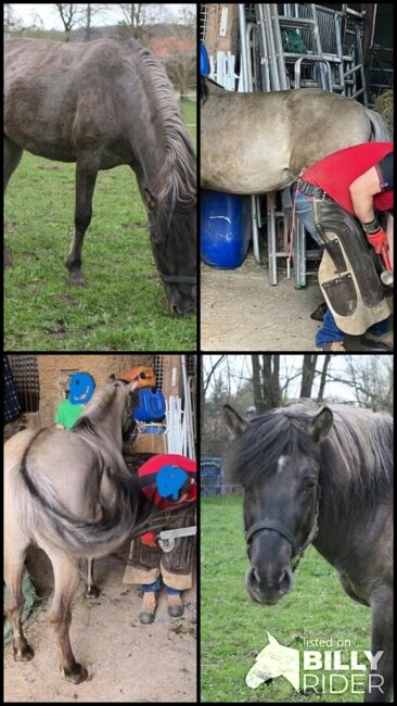 Wunderschöner großer Konik mit Stammbaum, Tina, Horses For Sale, Calden, Image 6