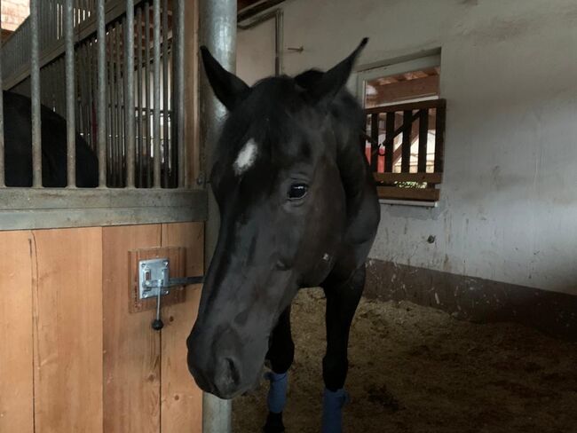 Schöner Schwarzer mit tollem Charakter, Nina Bachbauer, Horses For Sale, Seefeld, Image 2