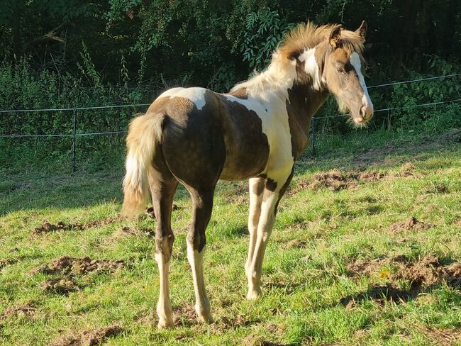 Bildhübscher Rappsilber/Windfarbschecke im Warmbluttyp, Nadine  (Shettyzucht Frechdachs ), Horses For Sale, Heringen