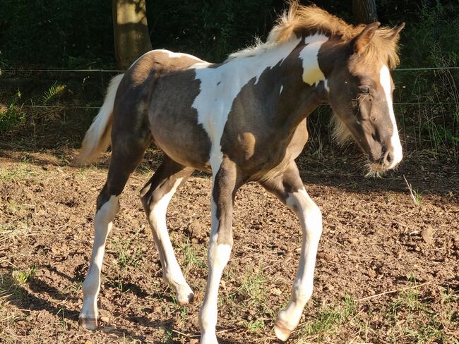 Bildhübscher Rappsilber/Windfarbschecke im Warmbluttyp, Nadine  (Shettyzucht Frechdachs ), Horses For Sale, Heringen, Image 3