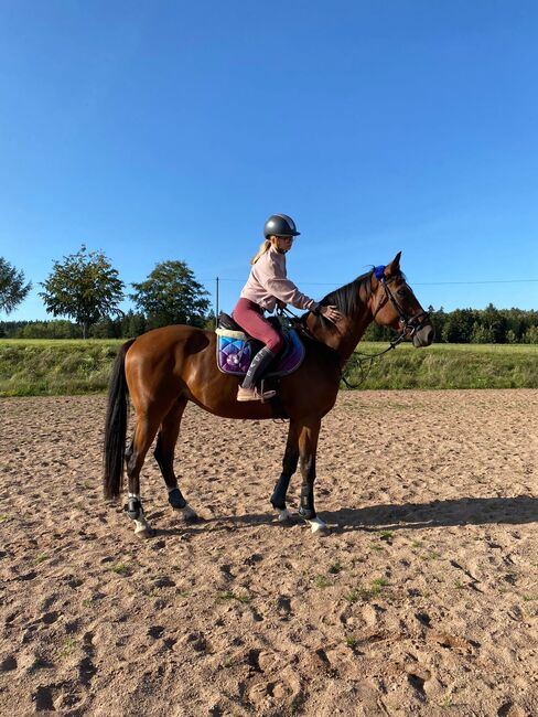 Wunderschöner Talentierte Spanier Wallach, Privat, Horses For Sale, Warmensteinach, Image 4