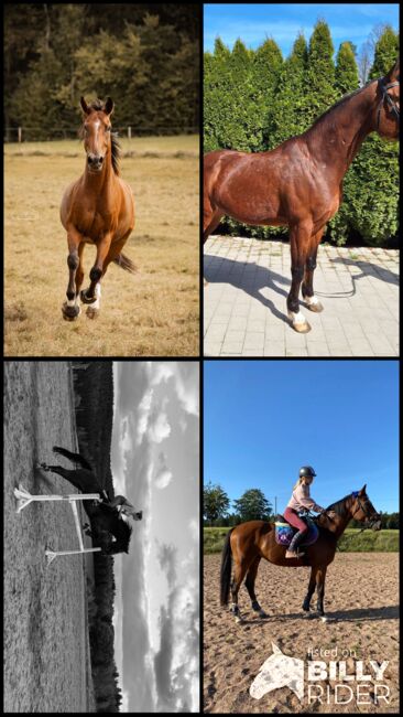 Wunderschöner Talentierte Spanier Wallach, Privat, Horses For Sale, Warmensteinach, Image 10
