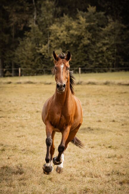 Wunderschöner Talentierte Spanier Wallach, Privat, Horses For Sale, Warmensteinach