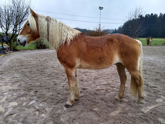 Bildschöner temperamentvoller Edelbluthaflinger-Wallach, 11 Jahre, Michaela, Horses For Sale, Taching, Image 18