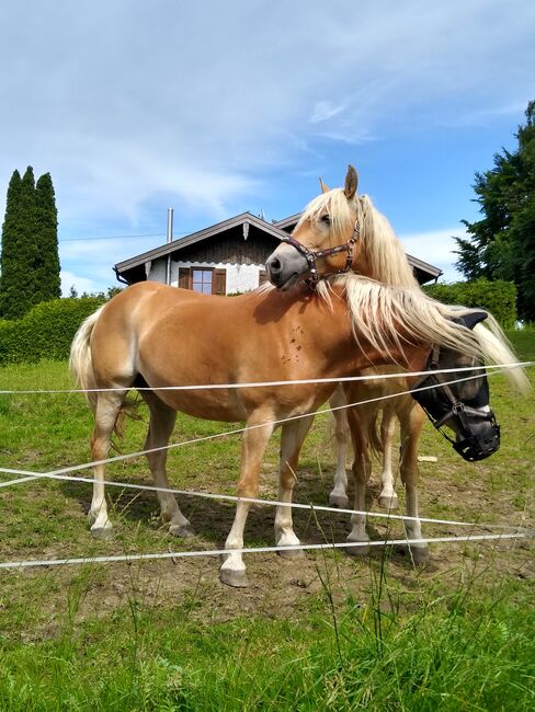 Bildschöner temperamentvoller Edelbluthaflinger-Wallach, 11 Jahre, Michaela, Horses For Sale, Taching, Image 12