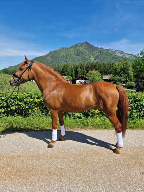 Wunderschöner endmaßpony wallach, Nadja herbst , Horses For Sale, Bad Ischl, Image 3