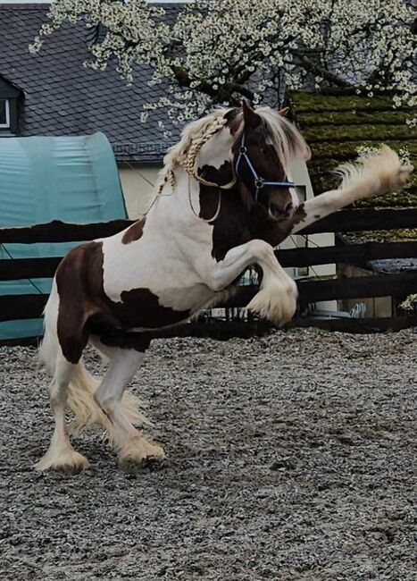 Wunderschöner Tinkerhengst, Tina, Horses For Sale, Calden, Image 6