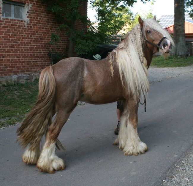Wunderschöner Tinkerhengst, Tina, Horses For Sale, Calden, Image 7