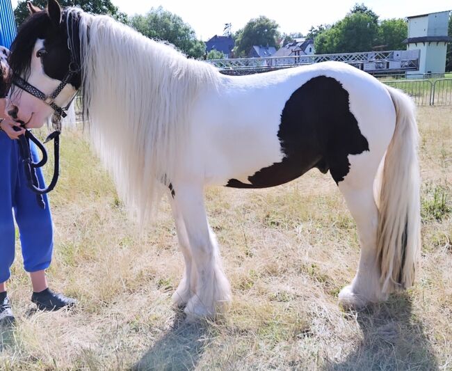 Wunderschöner Tinker Hengst zu verkaufen, Celina , Horses For Sale, Detmold , Image 3