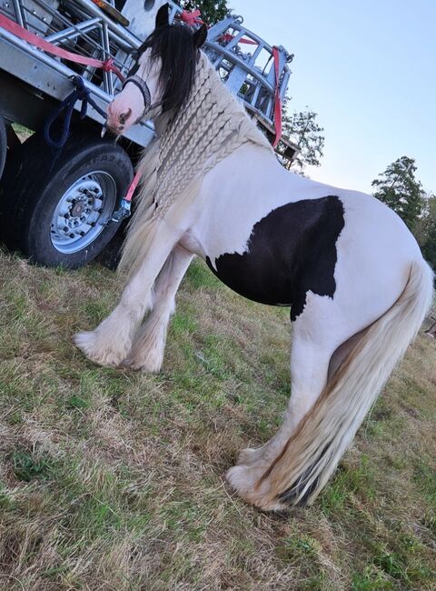 Wunderschöner Tinker Hengst zu verkaufen, Celina , Horses For Sale, Detmold , Image 5