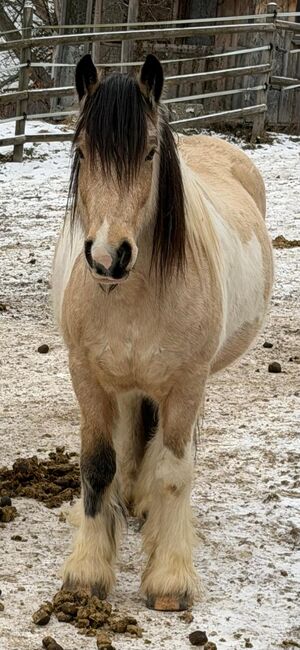 Wunderschöner Tinkerwallach sucht Lebensmenschen, Claudia, Horses For Sale, Brixlegg