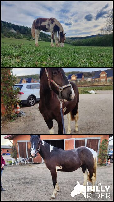 Wunderschöner Tinker x Lewitzer Hengst aus 2024, Caro , Horses For Sale, Geratal, Image 4