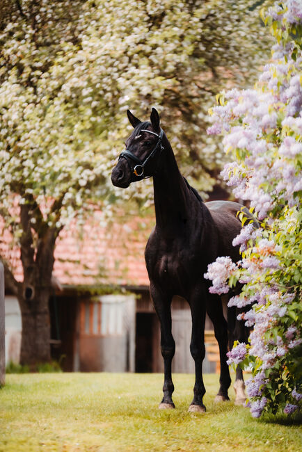 Bildschönen Trakehner Wallach, Anna Bischof, Horses For Sale, Sankt Peter am Kammersberg, Image 2