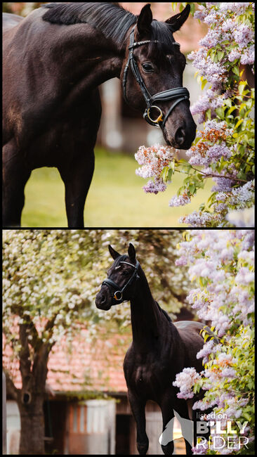 Bildschönen Trakehner Wallach, Anna Bischof, Horses For Sale, Sankt Peter am Kammersberg, Image 3