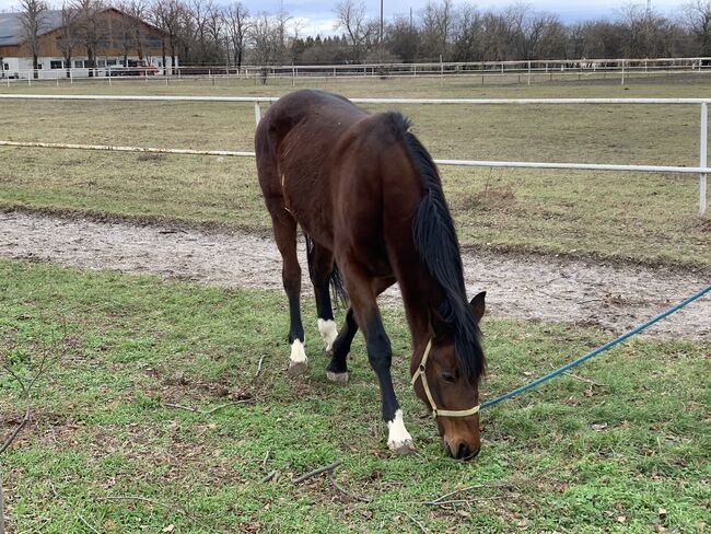 schöner traberwallach, bettina, Horses For Sale, Gänserndorf, Image 2