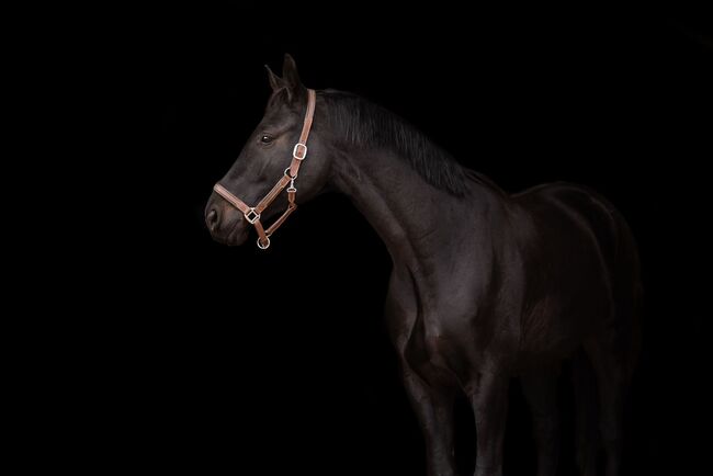 Bildschöner Youngster zum Losreiten mit tollem Charakter, Vicky, Horses For Sale, Wien, Alsergrund, Image 3