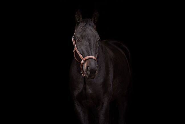 Bildschöner Youngster zum Losreiten mit tollem Charakter, Vicky, Horses For Sale, Wien, Alsergrund, Image 5