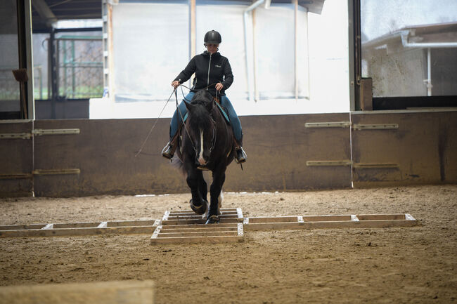 hübscher Wallach - Freizeitpferd, Jessica, Horses For Sale, Remscheid, Image 2