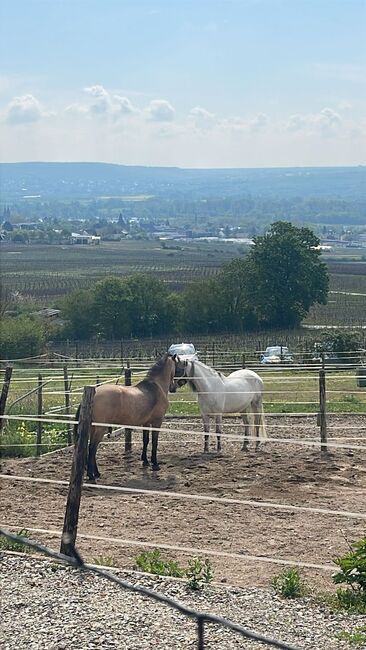 Wunderschöner Wallach, rebekka gros, Horses For Sale, hattenheim, Image 3