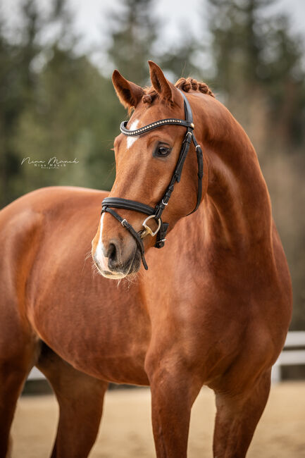 Wunderschöner Wallach mit viel Potential!, Alexa Eisenmann , Horses For Sale, Kirchenthumbach 