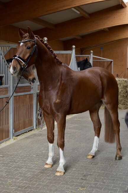 Wunderschöner Wallach mit viel Potential!, Alexa Eisenmann , Horses For Sale, Kirchenthumbach , Image 6