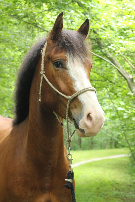 wunderschöner Wallach mit Potenzial, Anja Windlin, Horses For Sale, Kerns, Image 5