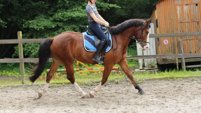 wunderschöner Wallach mit Potenzial, Anja Windlin, Horses For Sale, Kerns, Image 6