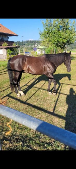 Schöner Wallach mit Potenzial, Fabienne , Horses For Sale, Steffisburg, Image 2