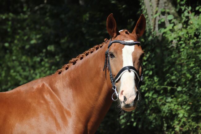 Schöner Wallach mit ausgezeichneten Grundgangarten, Svenya Dänzer, Horses For Sale, Hedingen