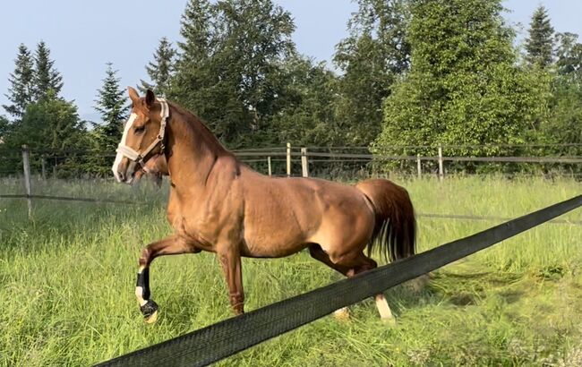 Schöner Wallach mit ausgezeichneten Grundgangarten, Svenya Dänzer, Horses For Sale, Hedingen, Image 2