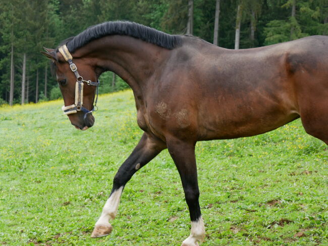 Bildschöner Wallach sucht Bestplatz, Sarah, Horses For Sale, Leutnant Günther-Siedlung, Image 3