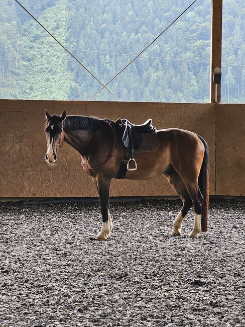 Bildschöner Wallach sucht Bestplatz, Sarah, Horses For Sale, Leutnant Günther-Siedlung, Image 4