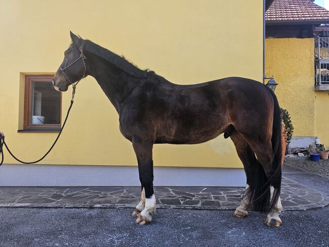 Bildschöner Wallach sucht Bestplatz, Sarah, Horses For Sale, Leutnant Günther-Siedlung, Image 2