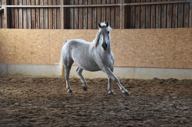 Schöner Wallach sucht liebevolles zu Hause, Tony-Pauline Drawert , Horses For Sale, Döbeln , Image 4