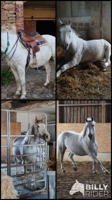 Schöner Wallach sucht liebevolles zu Hause, Tony-Pauline Drawert , Horses For Sale, Döbeln , Image 6