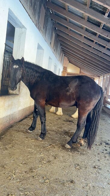 Schöner Wallach zu vergeben, Isabella Sturm, Horses For Sale, Scheifling, Image 3