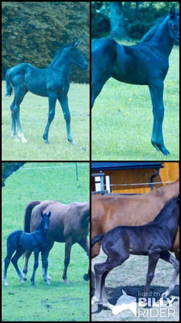 Wunderschönes WB-Hengstfohlen, Stefanie Schraut, Horses For Sale, Mönchhof, Image 6