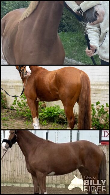 Wunderschönes XXL Pony zu verkaufen, Anna, Horses For Sale, Hamburg , Image 4