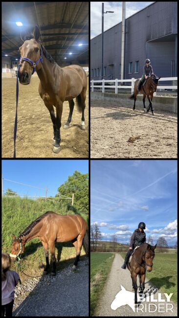 Wunderschöne 13-jährige Holsteinstute, Corinne, Horses For Sale, Kloten, Image 5