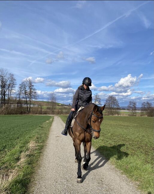 Wunderschöne 13-jährige Holsteinstute, Corinne, Horses For Sale, Kloten, Image 3