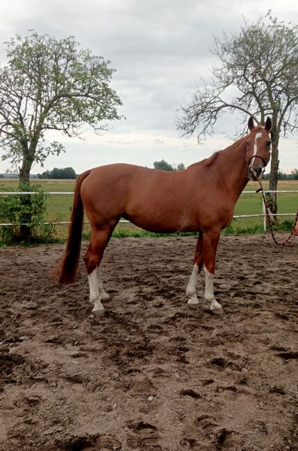 hübsche 15 jährige Fuchsstute 'LeeLou', sucht ein Zuhause als Beistell. - o. Freizeitpferd, Josi, Horses For Sale, Oderaue, Image 9