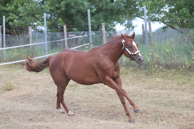 Wunderschöne 2 jährige QH/PH Stute zu verkaufen, Johanna Rohwer , Horses For Sale, Herborn , Image 9