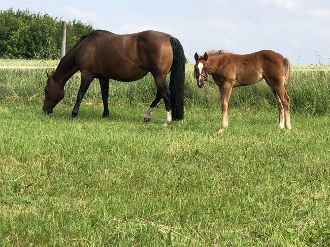 Wunderschöne 2 jährige QH/PH Stute zu verkaufen, Johanna Rohwer , Horses For Sale, Herborn , Image 27