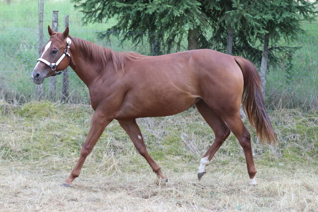 Wunderschöne 2 jährige QH/PH Stute zu verkaufen, Johanna Rohwer , Horses For Sale, Herborn , Image 8