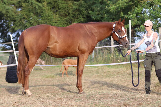 Wunderschöne 2 jährige QH/PH Stute zu verkaufen, Johanna Rohwer , Horses For Sale, Herborn , Image 18