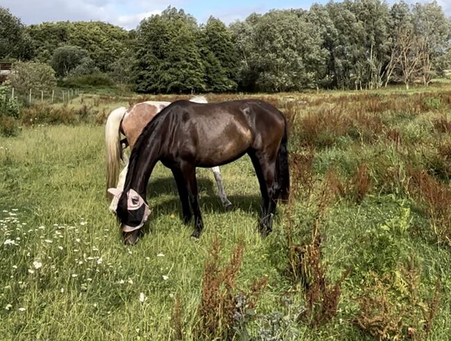 Wunderschöne 3-jährige PRE Stute, Laura Strehlow, Horses For Sale, Groß Mohrdorf 